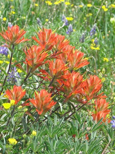 Castilleja spp.